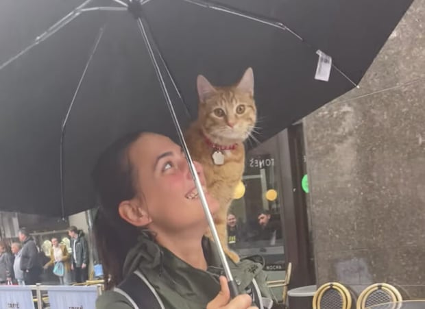 雨の日でもお散歩したい！ 傘をさして出かける猫さん