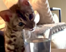 僕もコップで飲んでみたいっ！ 子猫が飼い主の真似をしてみるけれど…