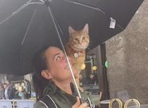 雨の日でもお散歩したい！ 傘をさして出かける猫さん