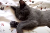 猫「分かった起きるよ〜zzz」お返事するけれど、まだ眠たい猫さん