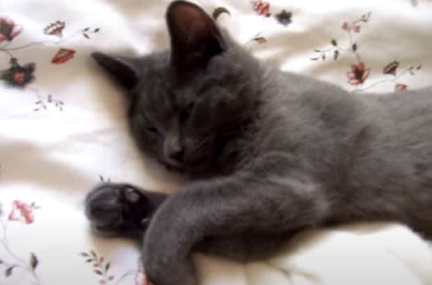 猫「分かった起きるよ〜zzz」お返事するけれど、まだ眠たい猫さん