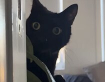やめてと言われても止まれない！ 黒猫さんのイタズラ