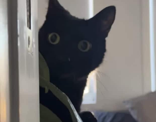 やめてと言われても止まれない！ 黒猫さんのイタズラ