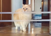 飛べるかな？ぽっちゃり猫のジャンプ力テスト