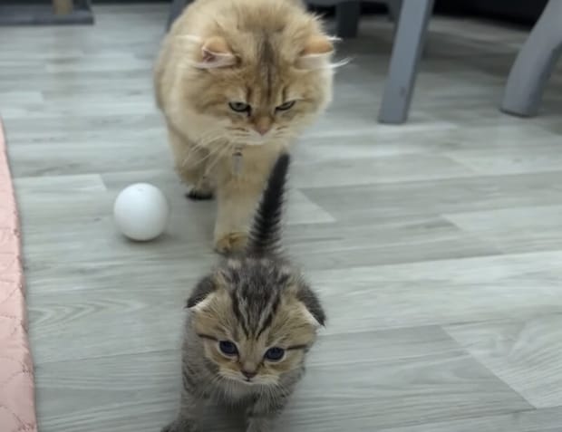 子猫の小さなシッポが気になってしょうがない！ 大人猫の好奇心が止まりません