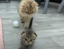 子猫の小さなシッポが気になってしょうがない！ 大人猫の好奇心が止まりません
