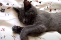 猫「分かった起きるよ〜zzz」お返事するけれど、まだ眠たい猫さん