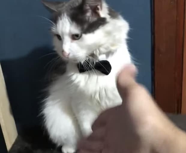 お金で態度が変わる猫「握手は有料なんだけどニャ〜」
