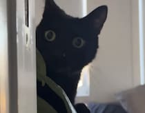 やめてと言われても止まれない！ 黒猫さんのイタズラ