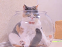 丸い透明容器に入った三毛猫さん、ガチャカプセルみたいになっていた