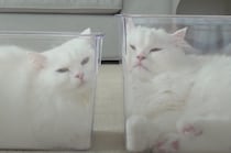 とろけていく姿が可愛い♡ 猫が透明な箱に入ったら