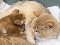 出産を控えた猫さん、よその子猫を集めてお世話をはじめてしまった…