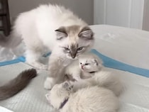 生後13週の子猫さん、生後2週の子猫さんたちのお母さん役をかって出ていた