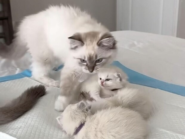 生後13週の子猫さん、生後2週の子猫さんたちのお母さん役をかって出ていた