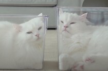 とろけていく姿が可愛い♡ 猫が透明な箱に入ったら