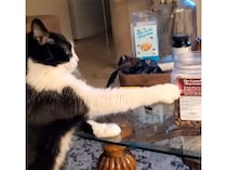 猫「これ、これが食べたいにゃ」指差しして教えてくれた！