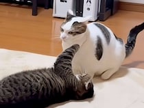 「スキありー！」カメラに気を取られた猫さんに、お顔へちょこんと猫パンチが飛んだ