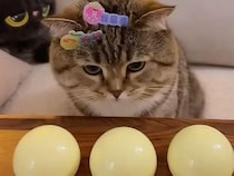 おやつ当てゲームに挑む猫さん、ハズレるたびに頭が賑やかになっていった