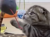 おもちゃを全力で狩りにいく子猫さん、小さな「猛獣」が可愛すぎ！