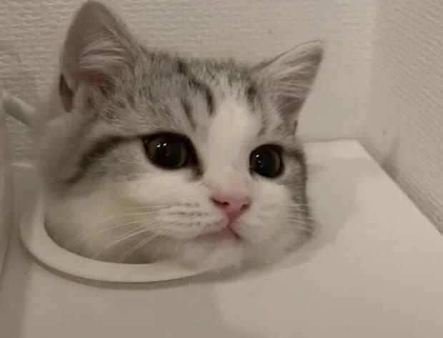 生首！？ 穴からひょっこり顔を出して遊ぶ子猫。