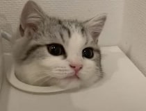生首！？ 穴からひょっこり顔を出して遊ぶ子猫。