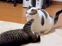 「スキありー！」カメラに気を取られた猫さんに、お顔へちょこんと猫パンチが飛んだ