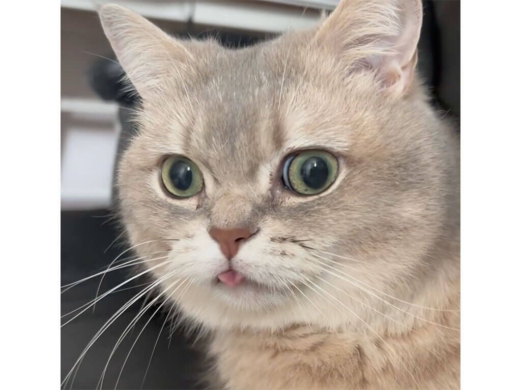ピンクの舌がちょこんと出たまま真顔の猫さん、なんとも言えない表情が
