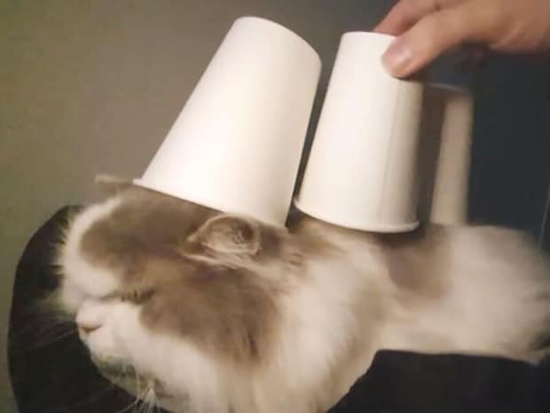 背中に紙コップを積まれる猫さん、「今日もまたやるの？」な顔がたまらなかった