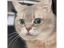ピンクの舌がちょこんと出たまま真顔の猫さん、なんとも言えない表情がかわいかった