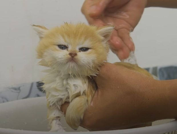 はじめてのお風呂に挑戦する子猫、お水なんて怖くにゃい？