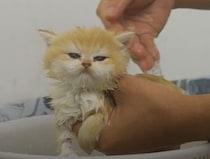 はじめてのお風呂に挑戦する子猫、お水なんて怖くにゃい？