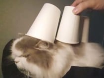 背中に紙コップを積まれる猫さん、「今日もまたやるの？」な顔がたまらなかった
