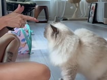 飼い主さんが「バーン！」と指を向けたら、猫さんが本気の演技を見せてくれた