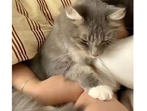 寝る時間になると、飼い主の腕に当然のように収まる猫さん、その顔がとても幸せそうだった♡