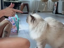 飼い主さんが「バーン！」と指を向けたら、猫さんが本気の演技を見せてくれた