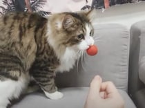 ボール遊びに夢中な猫さん！ ムキになって遊ぶ姿がかわいい♡