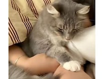 寝る時間になると、飼い主の腕に当然のように収まる猫さん、その顔がとても幸せそうだった♡