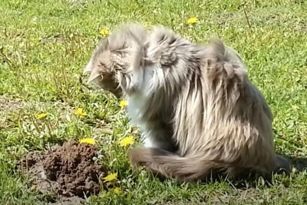 モグラの穴を発見した猫、土を掘ったらついアレがしたくなっちゃった！