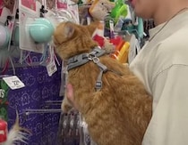 愛猫がほしがるおもちゃを全部買ってあげたら、大喜びする？
