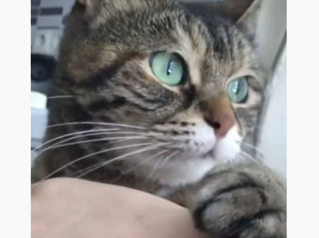 噛み付いてごめんニャさい… すぐに謝ってくれる猫さん