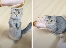 それ食べたいにゃ〜！ 可愛くお肉をおねだりする猫さん