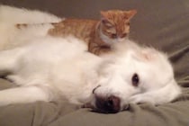 マッサージして顔洗ってあげる！ 大型犬をモミモミする子猫