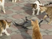 見慣れないやつだにゃ…ドローンを囲む猫集団
