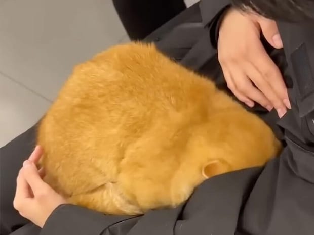 「見ないように…」注射が苦手な猫さん、飼い主さんの腕に顔をうずめてなんとか乗り越えた