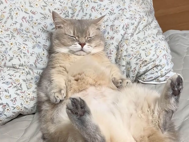 「毛布かけて」とでも言いたげに仰向けで待つ猫さん、人間っぽくて笑える！