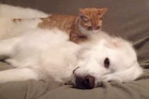 マッサージして顔洗ってあげる！ 大型犬をモミモミする子猫