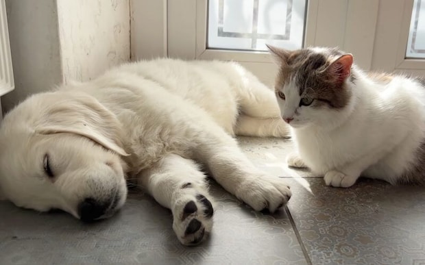 隣で寝ていいかニャ？ 妊婦猫と子犬のほんわかお昼寝♪