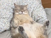 「毛布かけて」とでも言いたげに仰向けで待つ猫さん、人間っぽくて笑える！