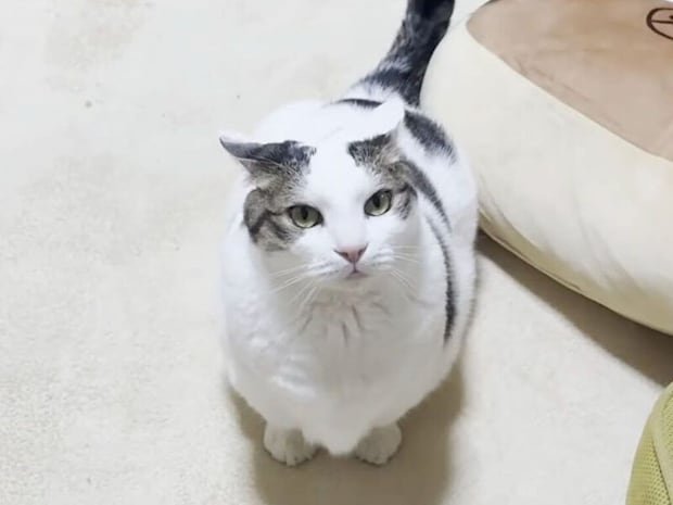 この音、ぜひ音ありで聴いてほしい！ 猫さんが歩くたび「ポテポテ」と可愛い効果音が