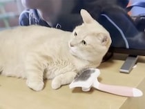 テレビの前から動いてくれない猫さんに、飼い主さんがとった行動が天才すぎた